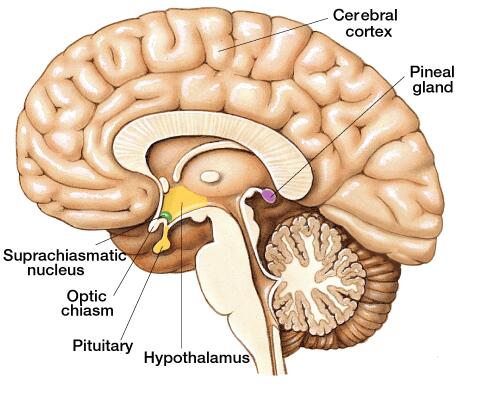 pineal gland